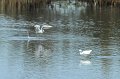 30.9.2012 Saline di Priolo (284)